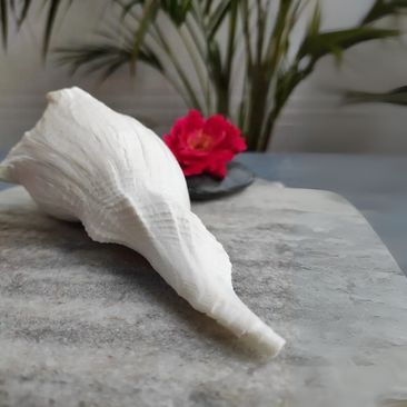 Dakshinavarti Shankh Large With Charging